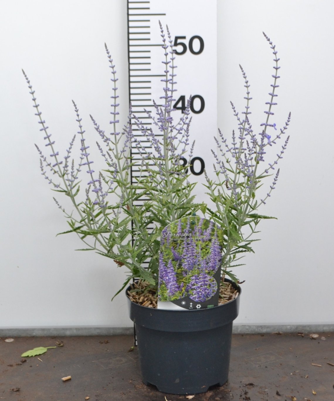 Perovskia atr. 'Lacey Blue' ® - C3 20-40 CM